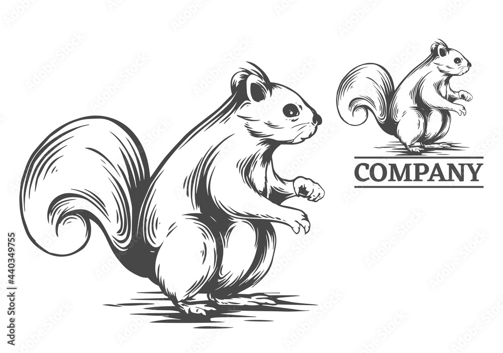 squirrel illustration in hand drawn style, vector file color is easy to edit, can use for logo too squirrel illustration in hand drawn style, vector file color is easy to edit, can use for logo too