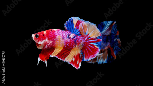 oil paint  siames fighting fish..betta splendens fish.