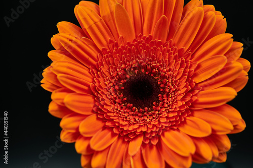 Gerbera Daisy is native to tropical regions of South America  Africa and Asia. The first scientific description of a Gerbera was made by J.D. Hooker in Curtis s Botanical Magazine in 1889 when he desc