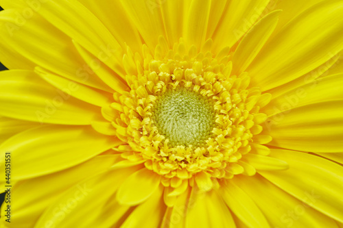 Gerbera Daisy is native to tropical regions of South America, Africa and Asia. The first scientific description of a Gerbera was made by J.D. Hooker in Curtis's Botanical Magazine in 1889 when he desc