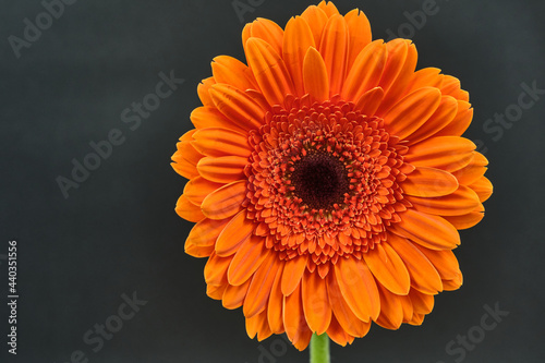 Gerbera Daisy is native to tropical regions of South America, Africa and Asia. The first scientific description of a Gerbera was made by J.D. Hooker in Curtis's Botanical Magazine in 1889 when he desc