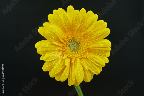 Gerbera Daisy is native to tropical regions of South America, Africa and Asia. The first scientific description of a Gerbera was made by J.D. Hooker in Curtis's Botanical Magazine in 1889 when he desc