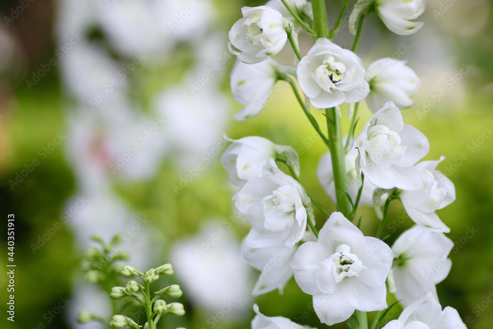 Fototapeta premium 白色のデルフィニウム