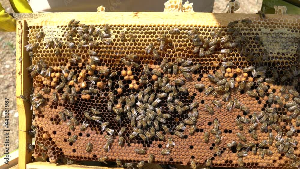 Bees on the honey hive. Beekeeper, Beekeeping concept. Bees on the honey hive. Beekeeper, Beekeeping concept.