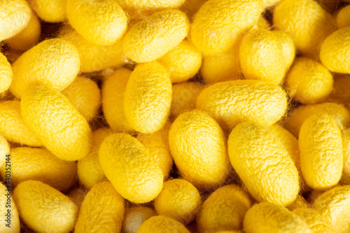 Obraz na plátně Group of silkworm in yellow cocoon stage background