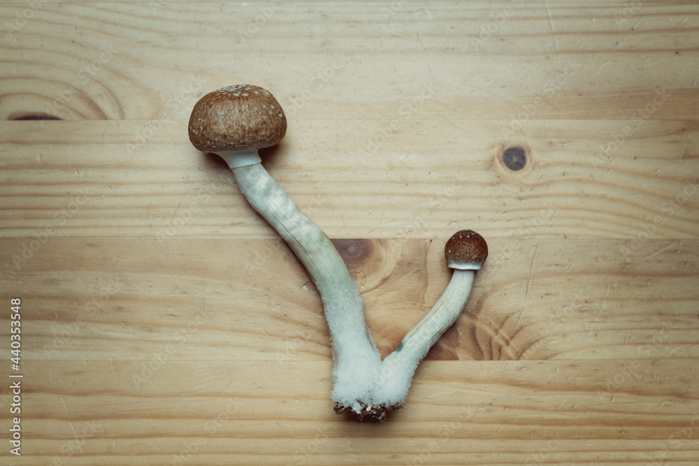 cubensis en la naturaleza