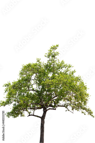 Beautifull green tree on a white background in high definition.Tropical tree on white background for architecture designing