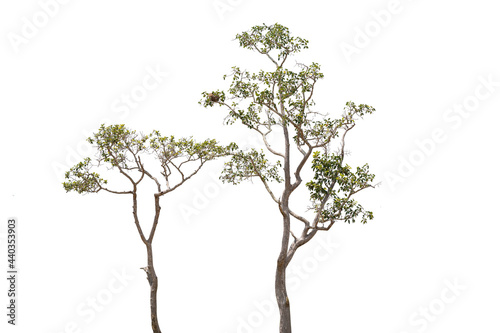 Beautifull green tree on a white background in high definition.Tropical tree on white background for architecture designing
