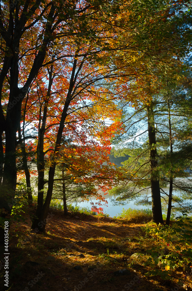 Obraz premium Sunrise above forest lake