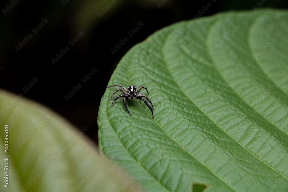 Jumping spider on green leaf in wood in Laos Jumping spider on green leaf in wood in Laos