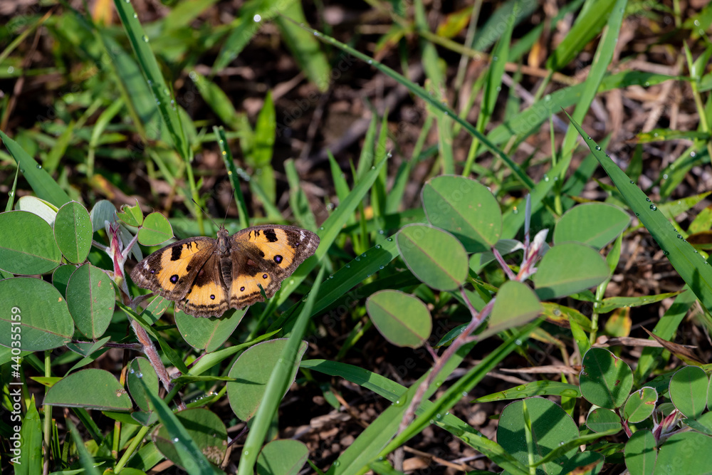 Obraz premium Yellow Pansy butterfly - Junonia hierta on the grass in Laos in a wood