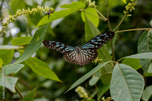 Blue Tiger butterfly - Tirumala limniace in midflight in wood in Laos