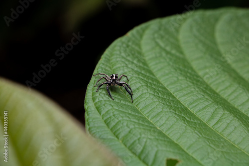 Jumping spider on green leaf in wood in Laos