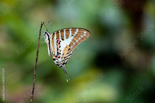Spot Swordtail - Graphium nomius perched on a branch in wood in Laos