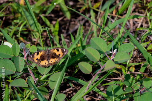 Yellow Pansy butterfly - Junonia hierta on the grass in Laos in a wood