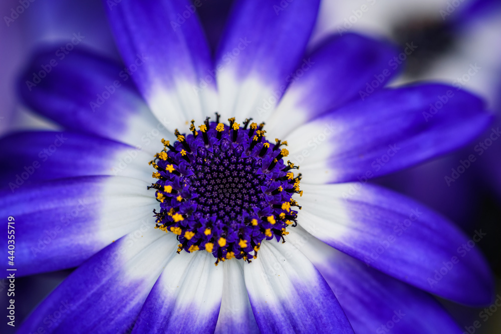 Closeup of the graphic color of a dark blue and white African Daisy blooming in a garden
Closeup of the graphic color of a dark blue and white African Daisy blooming in a garden