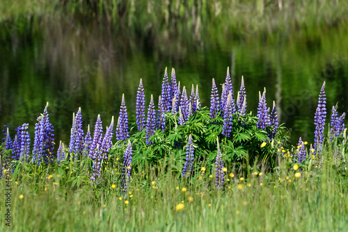 Beautiful blue-purple lupine wildflowers blooming in a meadow, as a nature background
 photo