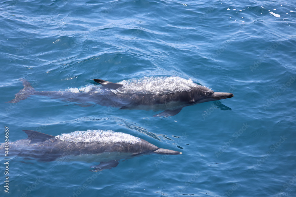 Fototapeta premium pair of dolphins