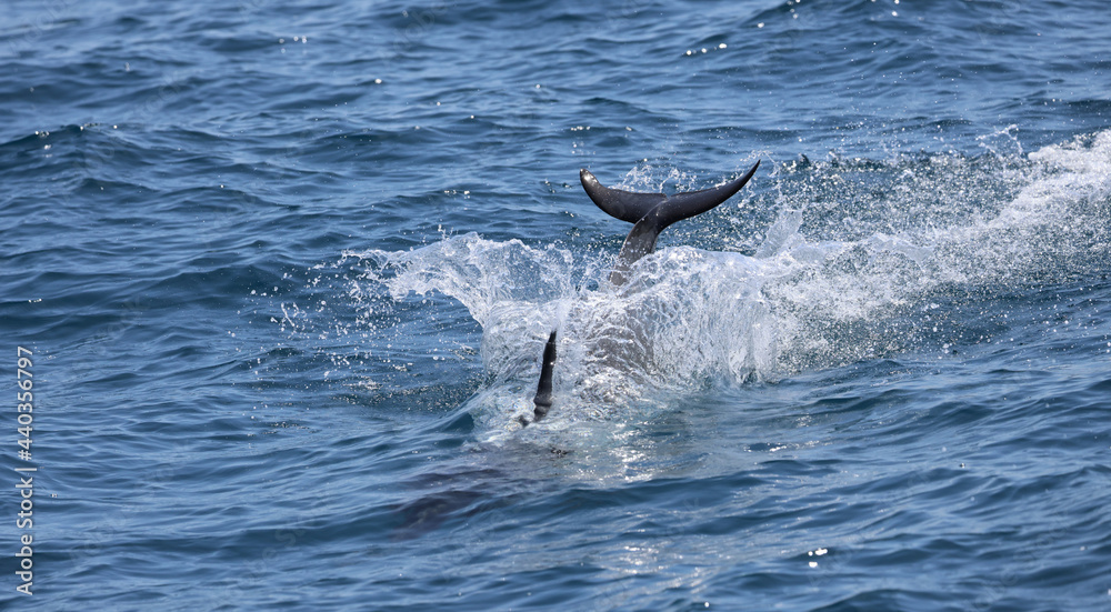 Fototapeta premium dolphin jumping in the water