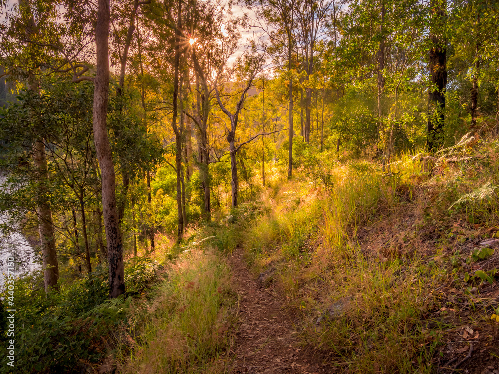 Forest Scene with Morning Light Forest Scene with Morning Light