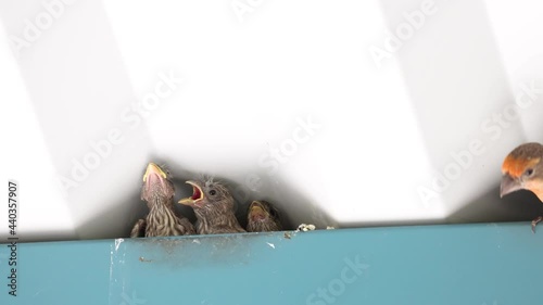 Mother finch flies in to regurgitate food for three unfledged baby birds in a nest under aluminum eaves. photo