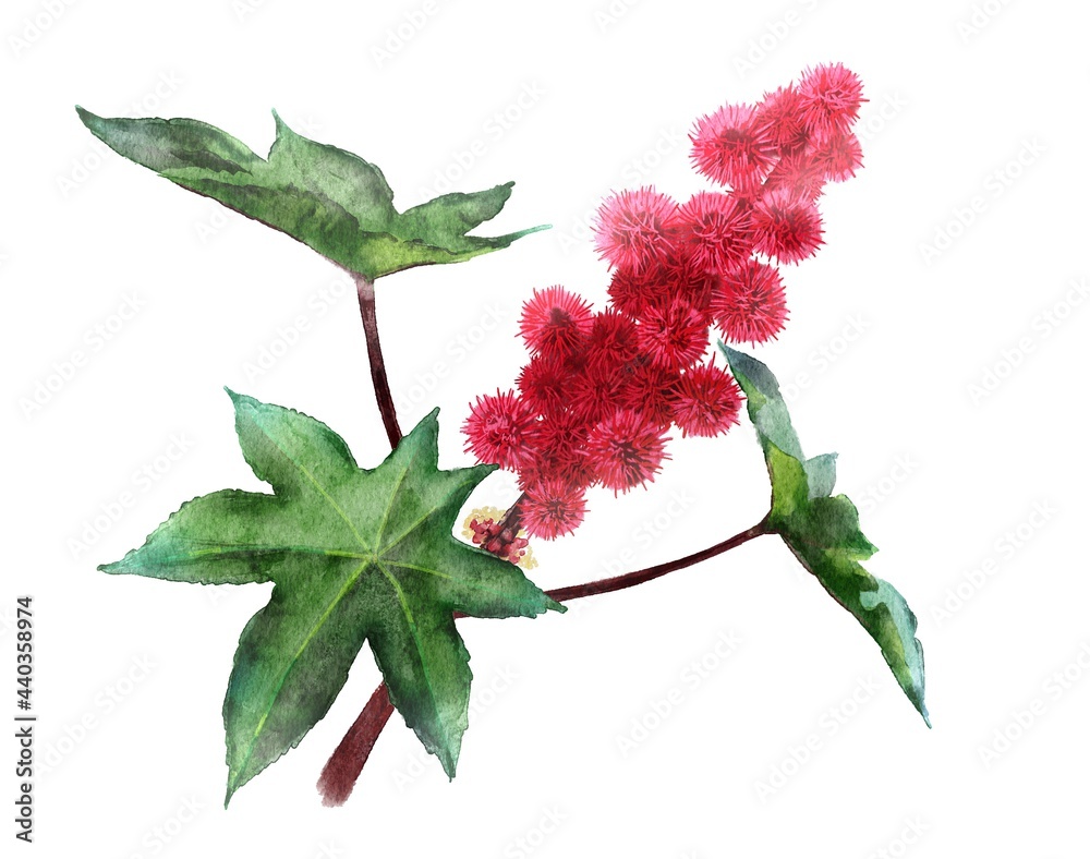 ひまし油の原料のトウゴマ 実 葉っぱ 水彩画 イラスト Stock Illustration Adobe Stock ひまし油の原料のトウゴマ 実 葉っぱ 水彩画 イラスト Stock Illustration Adobe Stock