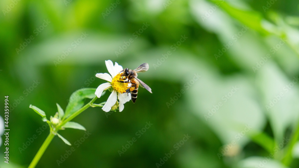 Bee and white spanish needle flower in a garden. Bee and white spanish needle flower in a garden.