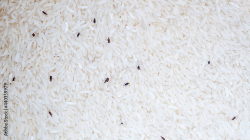 Small sitophilus oryzae insect in a packet of rice. photo