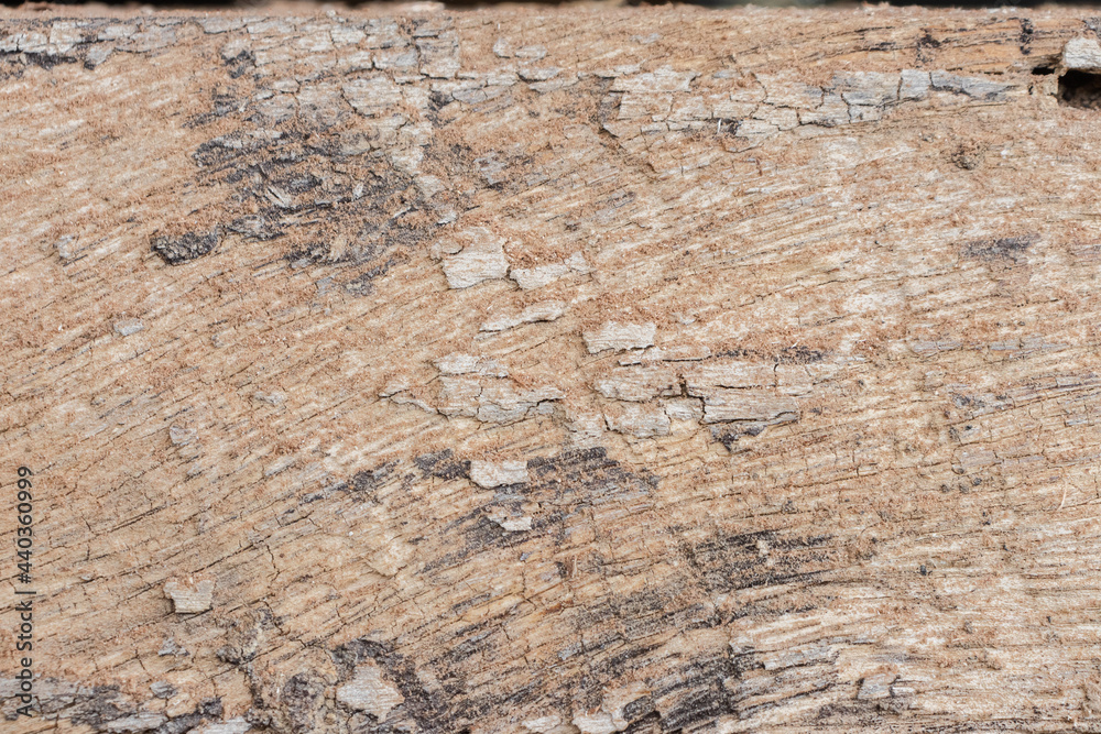 Obraz premium Wood bark texture