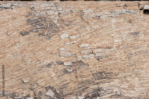 Wood bark texture
