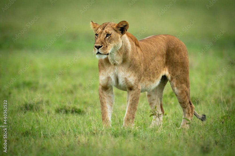 Lioness stands on short grass staring left Lioness stands on short grass staring left