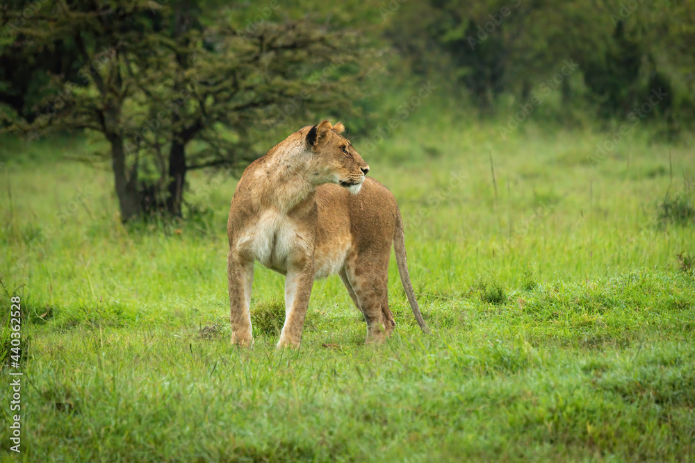 Fototapeta premium Lioness stands on short grass turning head