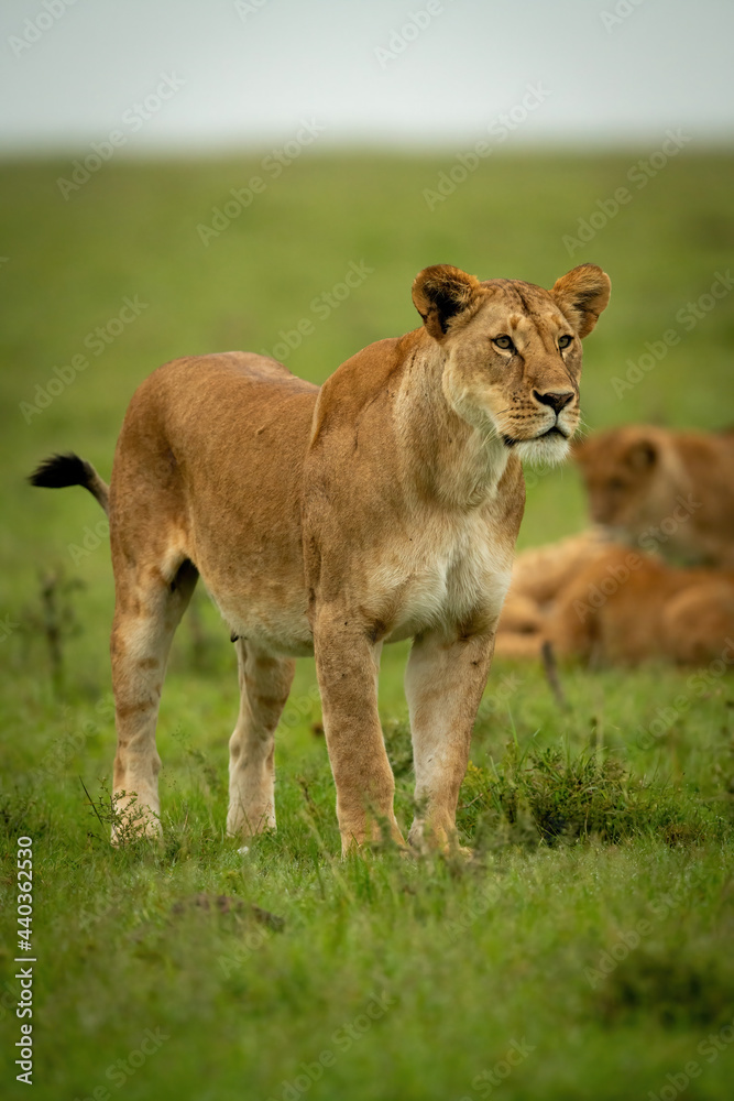 Lioness stands on grassy plain near cubs Lioness stands on grassy plain near cubs