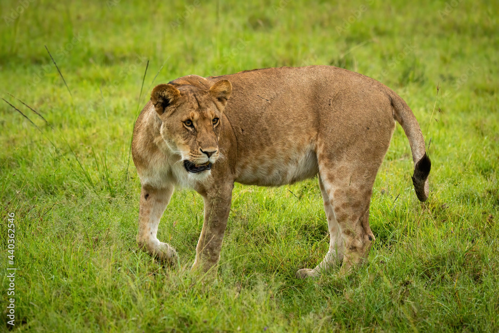Lioness stands lifting paw to turn round Lioness stands lifting paw to turn round