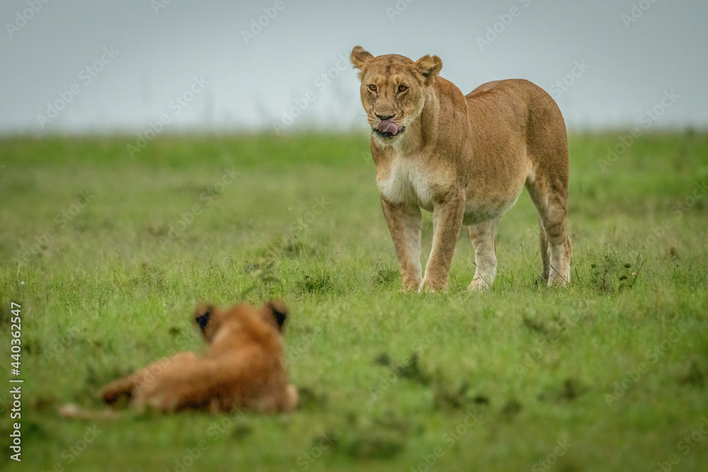 Lioness stands licking lips watched by cub Lioness stands licking lips watched by cub
