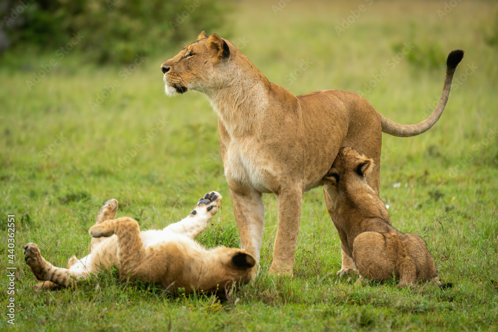Lioness stands by playful cubs in grass Lioness stands by playful cubs in grass