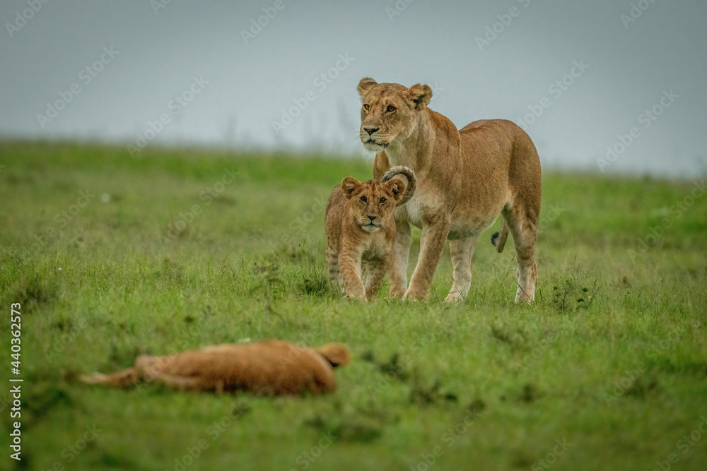 Fototapeta premium Lioness stands as cub walks towards another