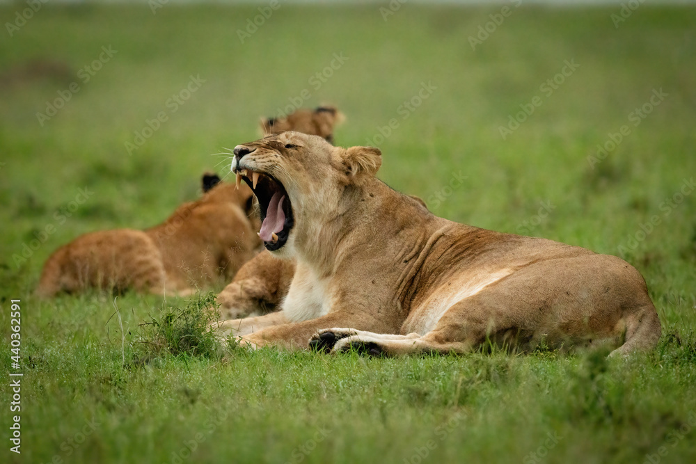 Fototapeta premium Lioness lies yawning in grass near another