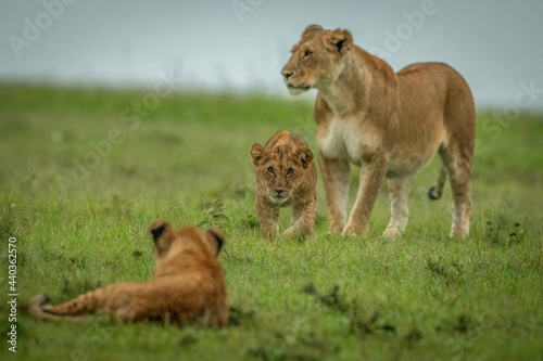 Lioness stands as cubs watch each other
