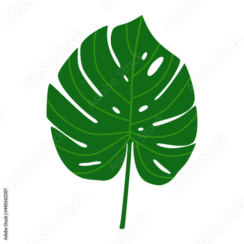 Illustration of monstera leaf.