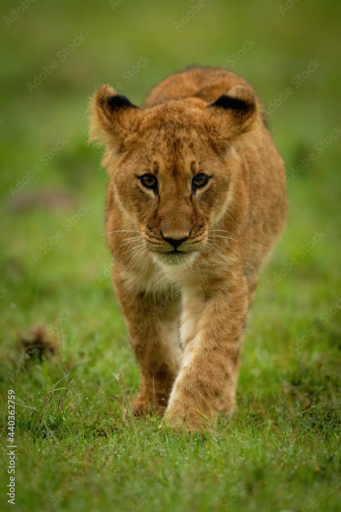 Lion cub walks in grass towards camera