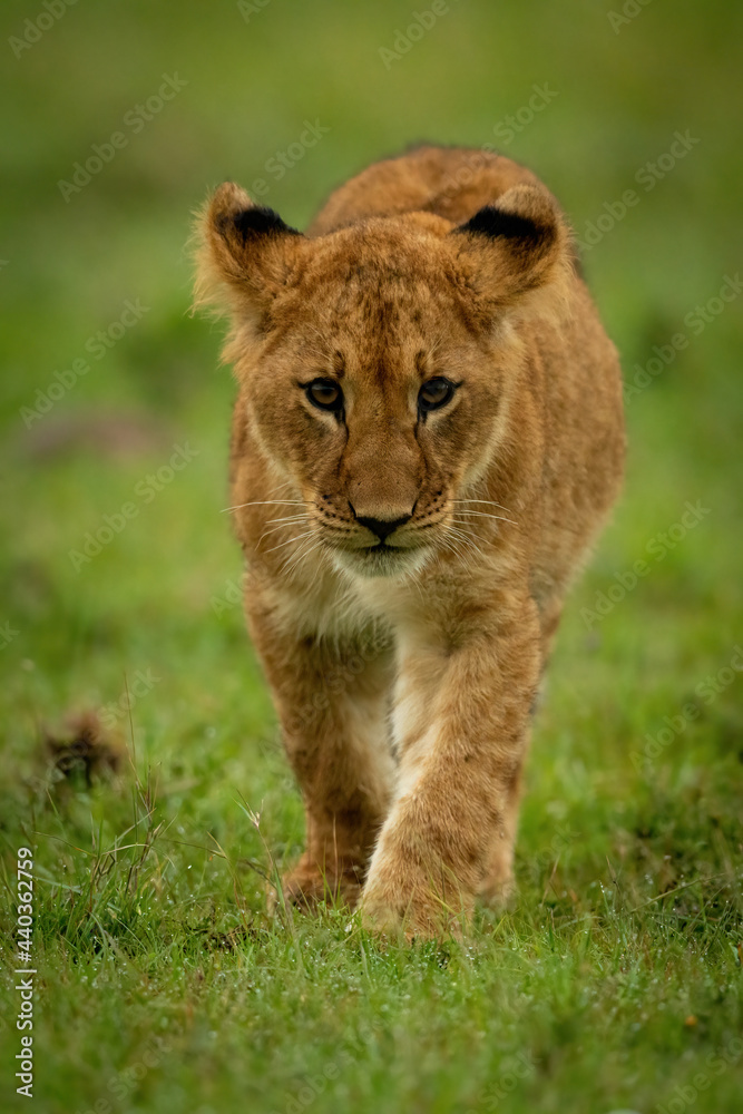 Lion cub walks in grass towards camera Lion cub walks in grass towards camera