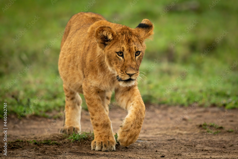 Lion cub walks across dirt raising paw Lion cub walks across dirt raising paw