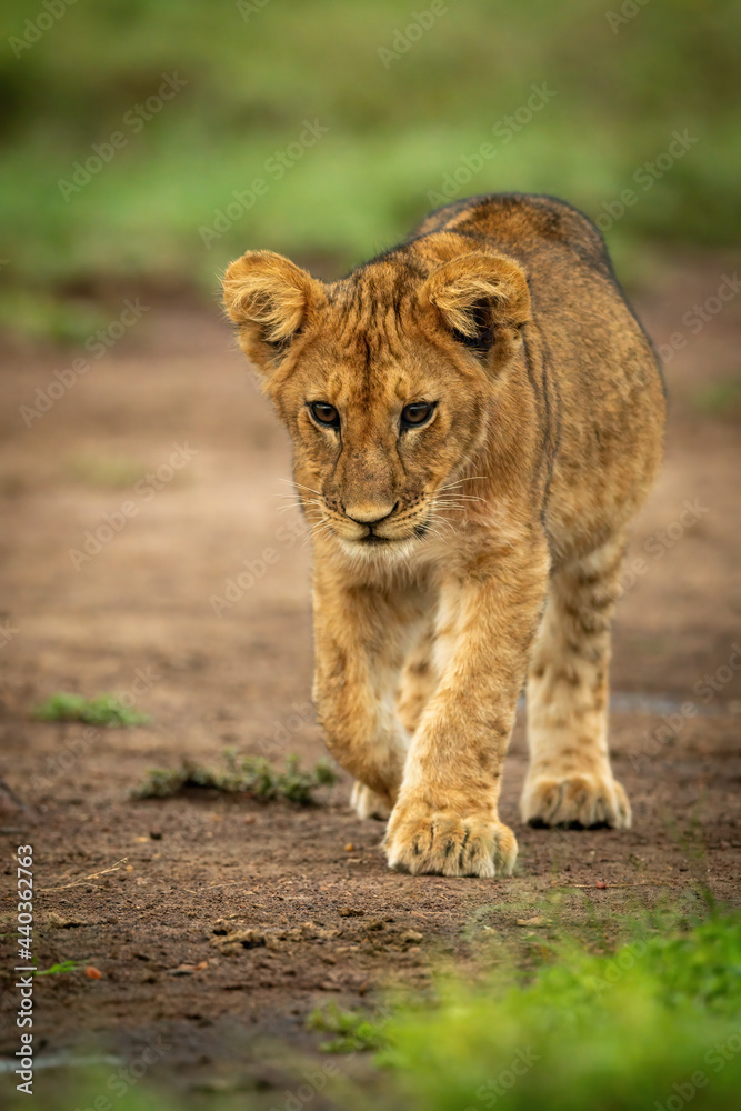 Lion cub walks across dirt lifting paw Lion cub walks across dirt lifting paw