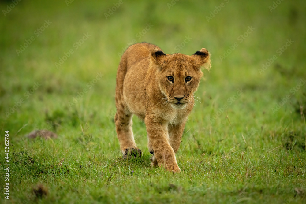 Lion cub walking on grass towards camera Lion cub walking on grass towards camera