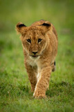 Lion cub walks on grass towards camera