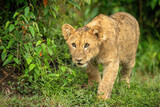 Lion cub walking past bush looking ahead