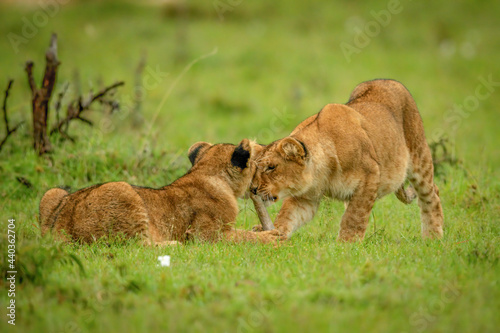 Lion cubs fight over stick in grass