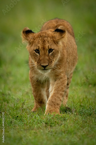 Lion cub walks on grass toward camera