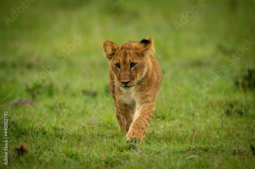 Lion cub walks on grass looking left
